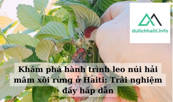 Khám phá hành trình leo núi hải mâm xôi rừng ở Haiti Trải nghiệm đầy hấp dẫn